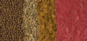 غذای ماهی تترا گلد فیش منو Tetra Goldfish Menu